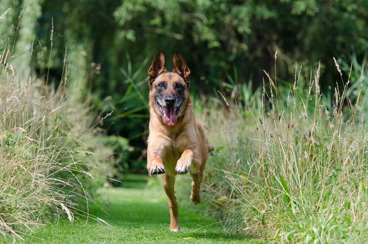 How to Train Your Pet to Sit